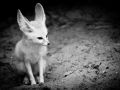 Franck Rondot Photographe   126   2010  oleron  zoo