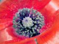 Franck Rondot Photographe   195   fleur  jardin  macro  montfermeil
