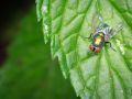 Franck Rondot Photographe   052   jardin  macro  montfermeil