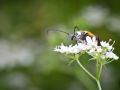 Franck Rondot Photographe   053   jardin  macro  montfermeil
