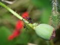 Franck Rondot Photographe   054   jardin  macro  montfermeil