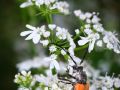 Franck Rondot Photographe   055   jardin  macro  montfermeil