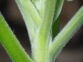 Franck Rondot Photographe   056   jardin  macro  montfermeil