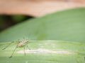 Franck Rondot Photographe   057   jardin  macro  montfermeil