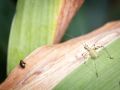 Franck Rondot Photographe   058   jardin  macro  montfermeil