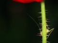 Franck Rondot Photographe   059   jardin  macro  montfermeil