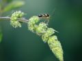 Franck Rondot Photographe   060   jardin  macro  montfermeil