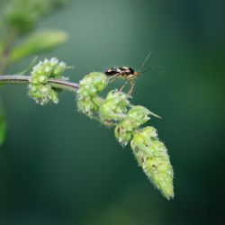 Franck Rondot Photographe 060 jardin macro montfermeil Franck Rondot Photographe 060 jardin macro montfermeil