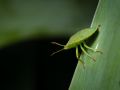 Franck Rondot Photographe   061   jardin  macro  montfermeil