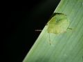 Franck Rondot Photographe   062   jardin  macro  montfermeil