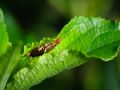 Franck Rondot Photographe   063   jardin  macro  montfermeil