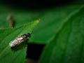 Franck Rondot Photographe   064   jardin  macro  montfermeil