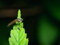Franck Rondot Photographe   065   jardin  macro  montfermeil