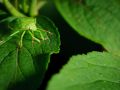 Franck Rondot Photographe   066   jardin  macro  montfermeil
