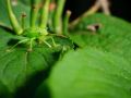 Franck Rondot Photographe   067   jardin  macro  montfermeil