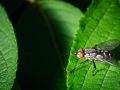 Franck Rondot Photographe   068   jardin  macro  montfermeil