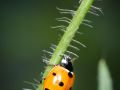 Franck Rondot Photographe   069   jardin  macro  montfermeil