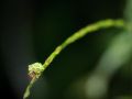 Franck Rondot Photographe   070   macro  montfermeil