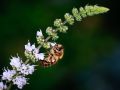 Franck Rondot Photographe   072   macro  montfermeil