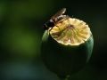Franck Rondot Photographe   073   jardin  macro  montfermeil