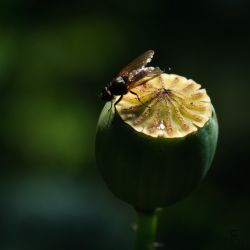 Franck Rondot Photographe 073 jardin macro montfermeil Franck Rondot Photographe 073 jardin macro montfermeil
