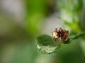 Franck Rondot Photographe   074   macro  montfermeil