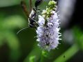 Franck Rondot Photographe   075   macro  montfermeil