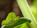Franck Rondot Photographe   076   macro  montfermeil