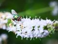 Franck Rondot Photographe   077   macro  montfermeil