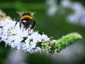 Franck Rondot Photographe   078   macro  montfermeil