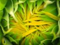 Franck Rondot Photographe   079   fleur  macro  montfermeil