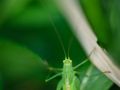 Franck Rondot Photographe   080   macro  montfermeil
