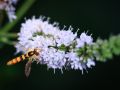 Franck Rondot Photographe   081   macro  montfermeil