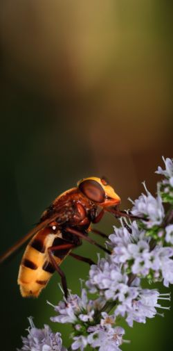 Franck Rondot Photographe 082 macro montfermeil Syrphe Volucella zonaria Franck Rondot Photographe 082 macro montfermeil Syrphe Volucella zonaria