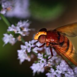 Franck Rondot Photographe 083 macro montfermeil Syrphe Volucella zonaria Franck Rondot Photographe 083 macro montfermeil Syrphe Volucella zonaria