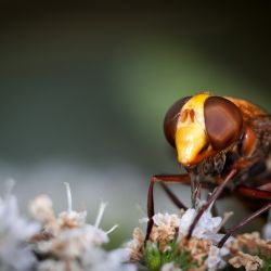 Franck Rondot Photographe 084 macro montfermeil Syrphe Volucella zonaria Franck Rondot Photographe 084 macro montfermeil Syrphe Volucella zonaria