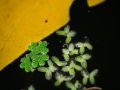 Franck Rondot Photographe   085   jardin  macro  montfermeil