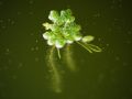 Franck Rondot Photographe   086   jardin  macro  montfermeil