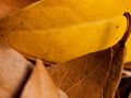 Franck Rondot Photographe   087   jardin  macro  montfermeil