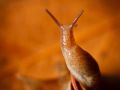 Franck Rondot Photographe   088   jardin  macro  montfermeil