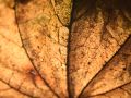Franck Rondot Photographe   089   jardin  macro  montfermeil