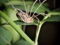 Franck Rondot Photographe   090   araignee  jardin  macro  montfermeil