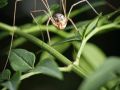 Franck Rondot Photographe   091   araignee  jardin  macro  montfermeil