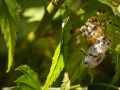 Franck Rondot Photographe   092   jardin  macro  montfermeil