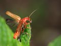 Franck Rondot Photographe   093   jardin  macro  montfermeil