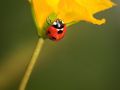 Franck Rondot Photographe   094   jardin  macro  montfermeil