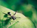 Franck Rondot Photographe   095   jardin  macro  montfermeil