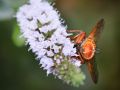 Franck Rondot Photographe   096   jardin  macro  montfermeil