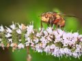 Franck Rondot Photographe   097   jardin  macro  montfermeil