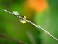 Franck Rondot Photographe   098   jardin  macro  montfermeil